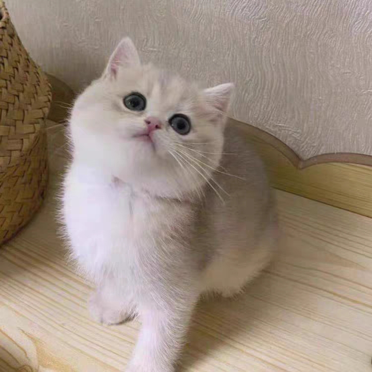 猫舍直销,批发价出售,蓝金渐层